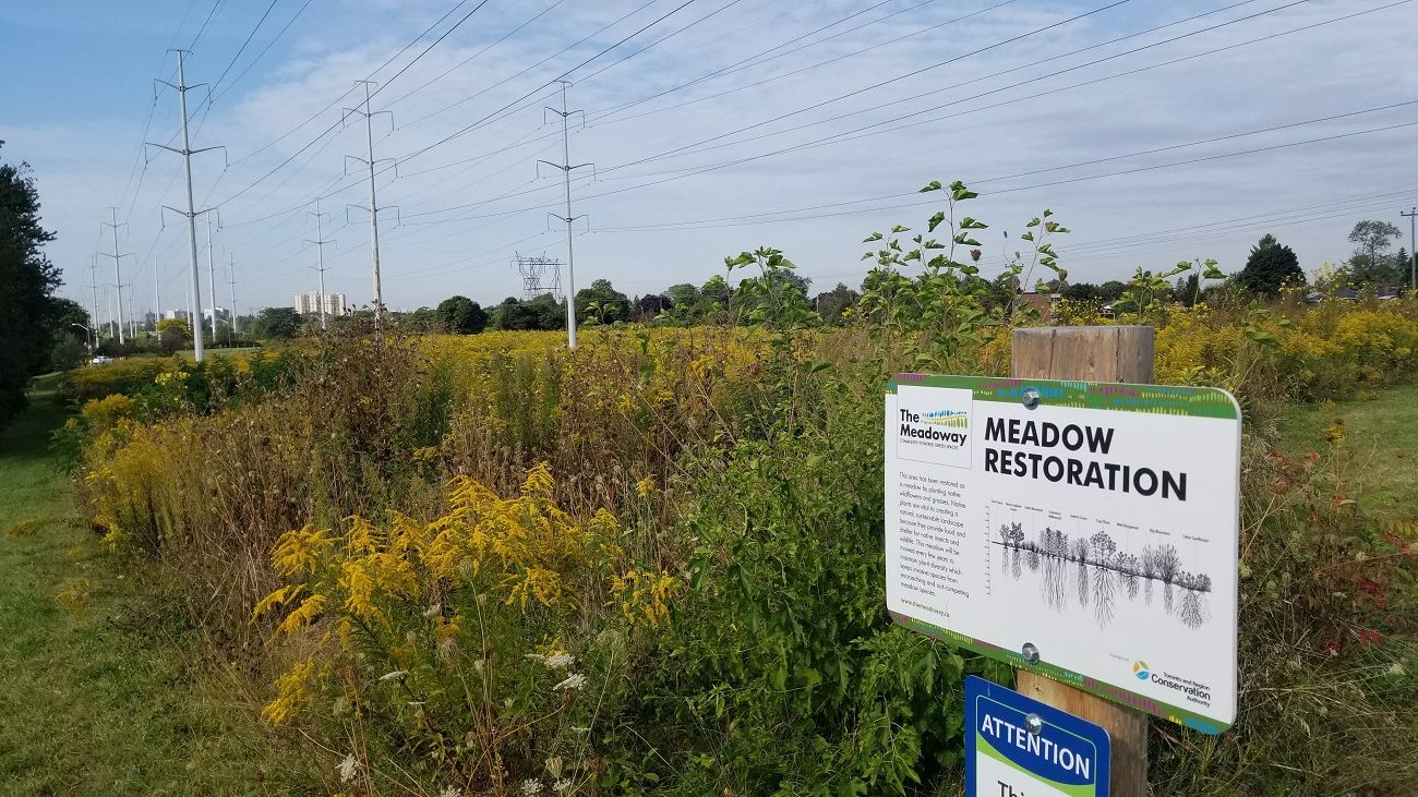 Field with growing native plants and a restoration sign