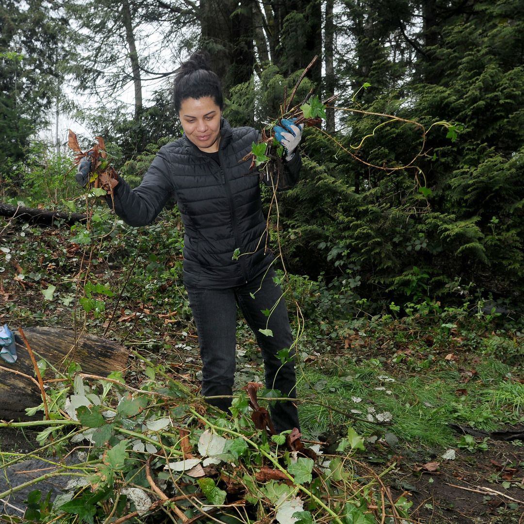 A woman removing invasive plants