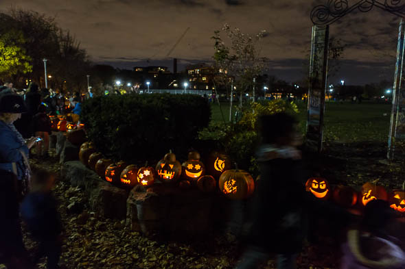 People watching aligned carved pumpkins and lighten in the dark at night