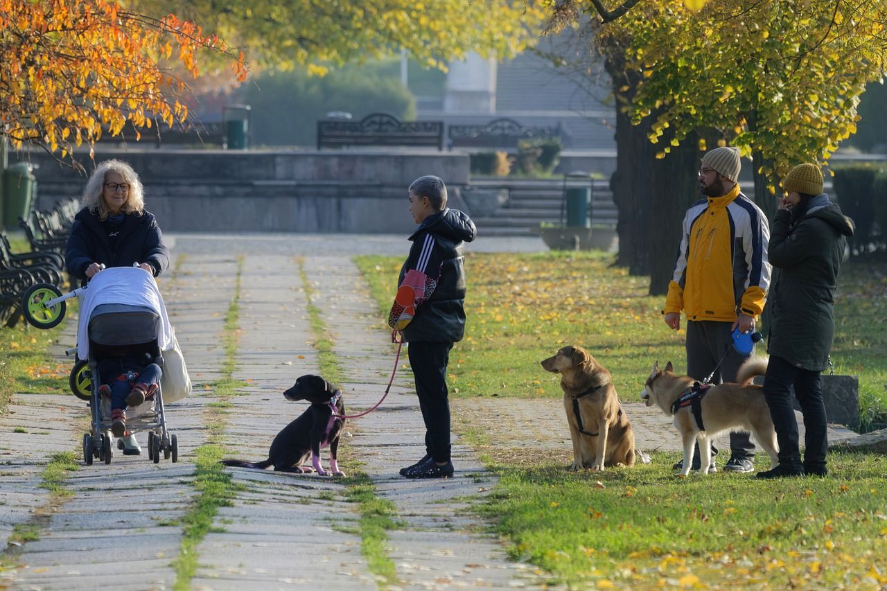 Des personnes promenant leurs chiens en laisse dans un parc, et une femme marchant avec son bébé dans une poussette.