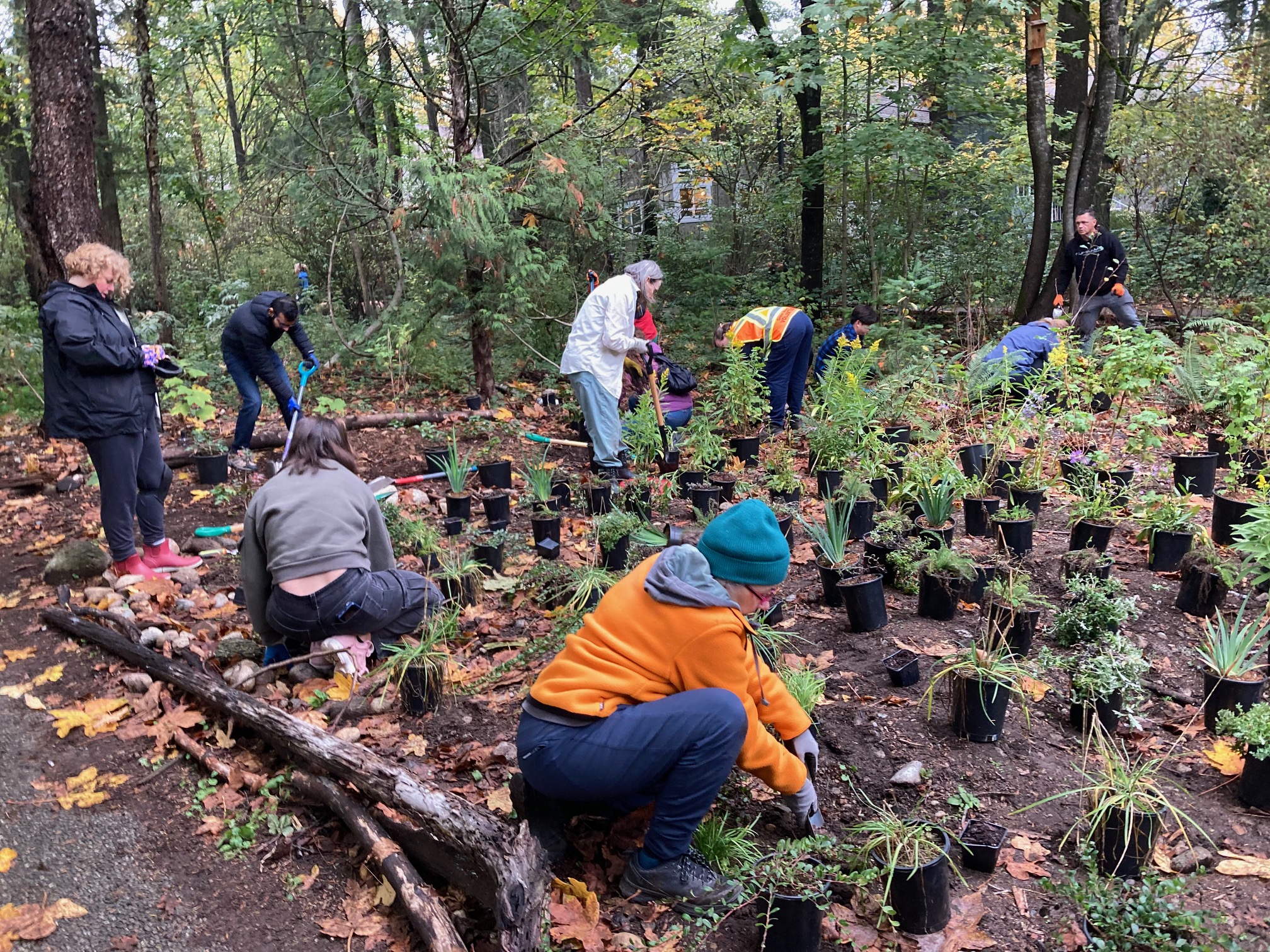Un groupe de personnes plantant des plantes indigènes.
