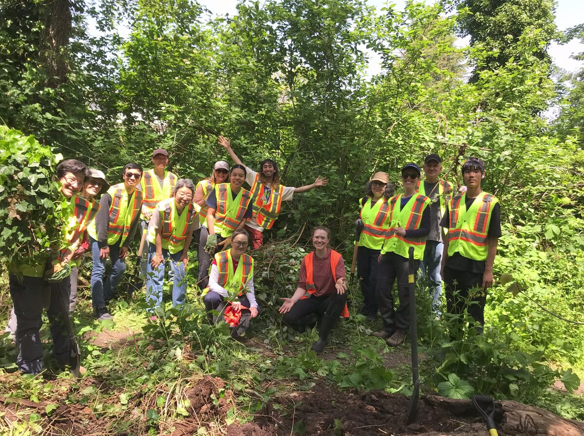Un grand groupe de personnes en train d’enlever des plantes envahissantes.