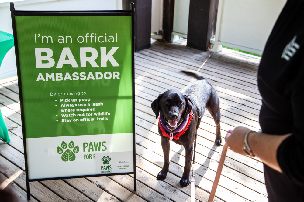 A dog near a sign "I'm a bark ambassador"