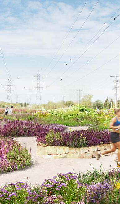 People on a trail surrounded by purple flowers with electrical cables above head