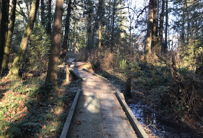 Boardwalk in a forest